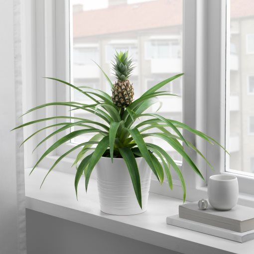 ANANAS, саксийно растение, 12 см, Ананас, 505.281.79