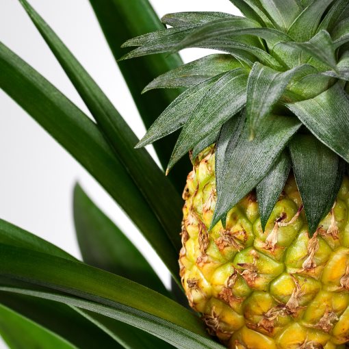 ANANAS, саксийно растение, 12 см, Ананас, 505.281.79