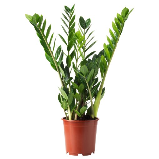 ZAMIOCULCAS, саксийно растение, Палма, 505.986.81