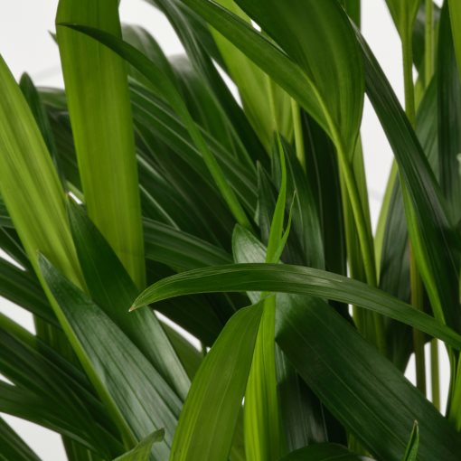 DYPSIS LUTESCENS, Саксийно растение, Палма Areca, 505.986.95