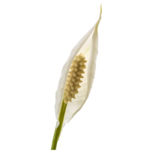 SPATHIPHYLLUM, саксийно растение, Спатифилум, 601.449.01
