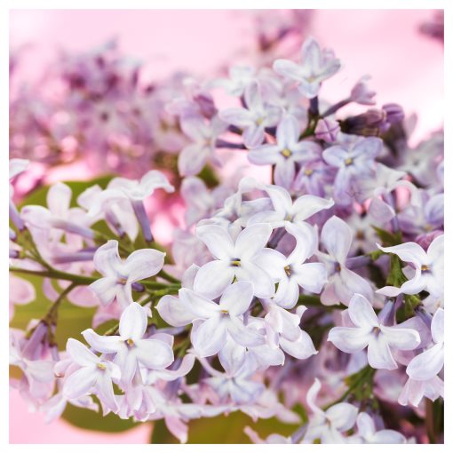 MORKULLA, ароматна свещ в стъклена чашка, люляк, 12 ч., 606.195.98