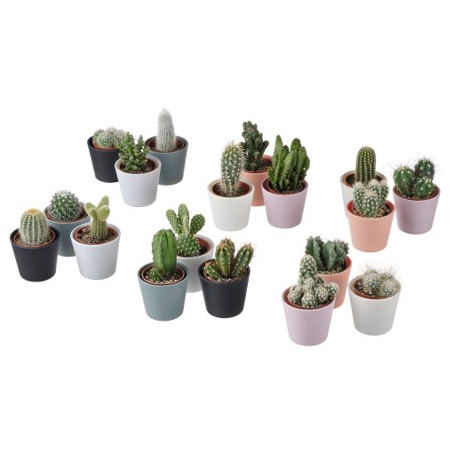 CACTACEAE, саксийно растение+саксия, Кактус, 3 бр/к-т, 704.020.32