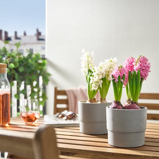 HYACINTHUS, саксийно растение, 705.930.84