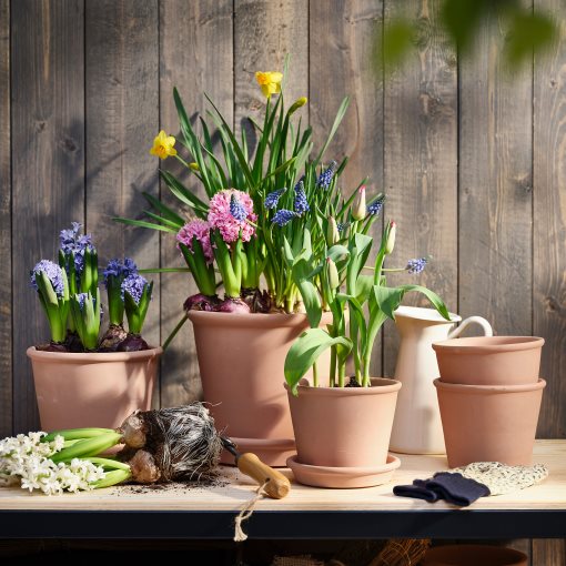 HYACINTHUS, саксийно растение, 705.930.84