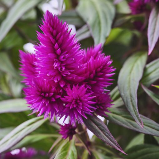 CELOSIA, саксийно растение, Целозия, 705.982.32