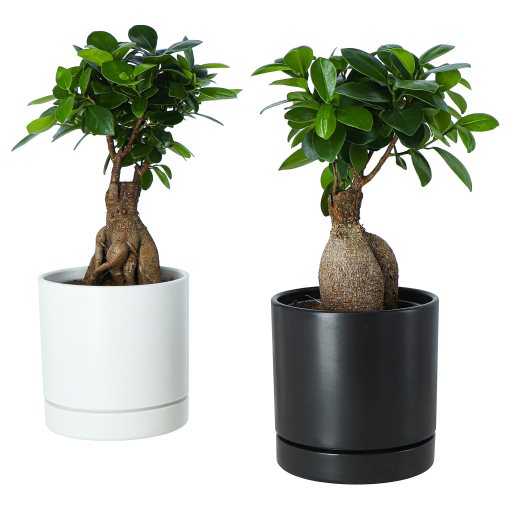 FICUS, саксийно растение бонзай + саксия, 706.183.86