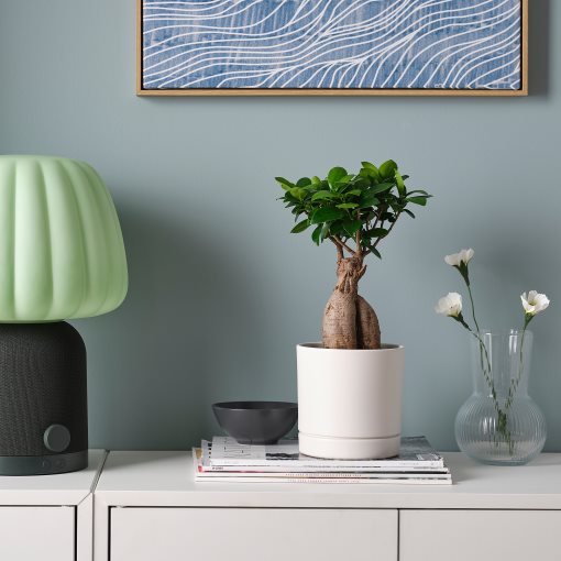 FICUS, саксийно растение бонзай + саксия, 706.183.86