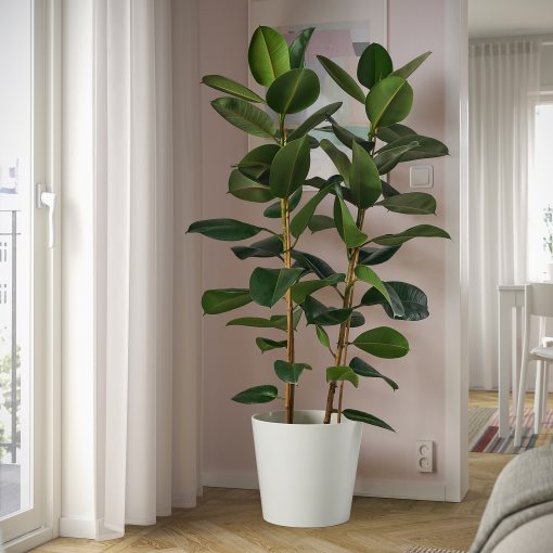 FICUS ELASTICA ROBUSTA ΡΚΡ ΠΐΡ, 804.952.00