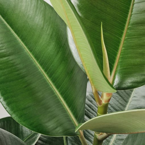 FICUS ELASTICA ROBUSTA ΡΚΡ ΠΐΡ, 804.952.00