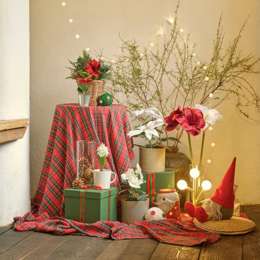 VINTERFINT, изк. саксийно растение, за употр. на закр./открито, Роза, 805.621.43