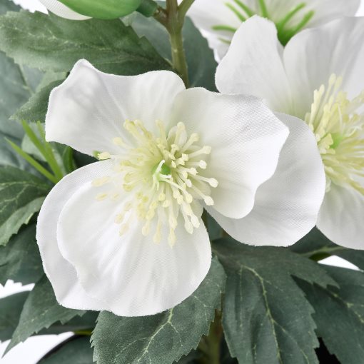 VINTERFINT, изк. саксийно растение, за употр. на закр./открито, Роза, 805.621.43