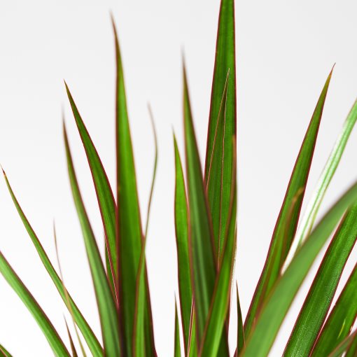 DRACAENA MARGINATA, саксийно растение, Драконово дърво, 805.986.89