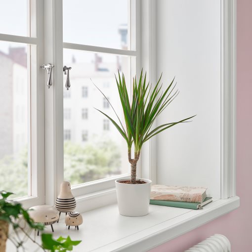 DRACAENA MARGINATA, саксийно растение, Драконово дърво, 805.986.89