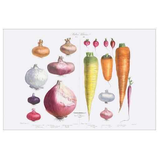PJÄTTERYD, картина, "Лук, репички и моркови", 118х78 см, 905.600.54