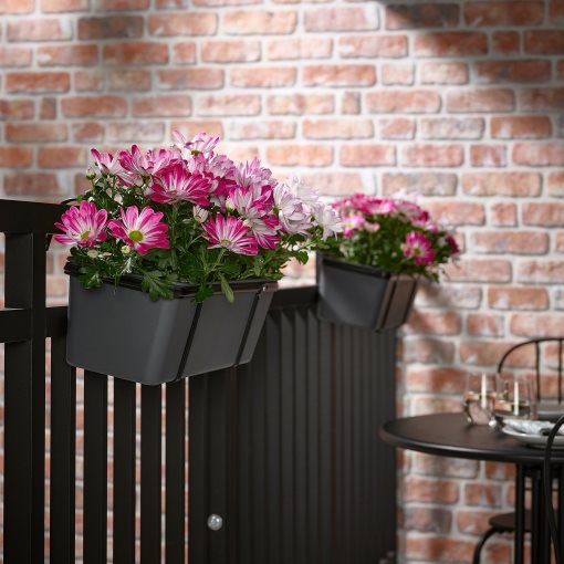 CHRYSANTHEMUM, саксийно растение, Хризантеми, 15 см, 906.127.60