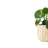 ikea-plant-and-pot__1364681329625-s1