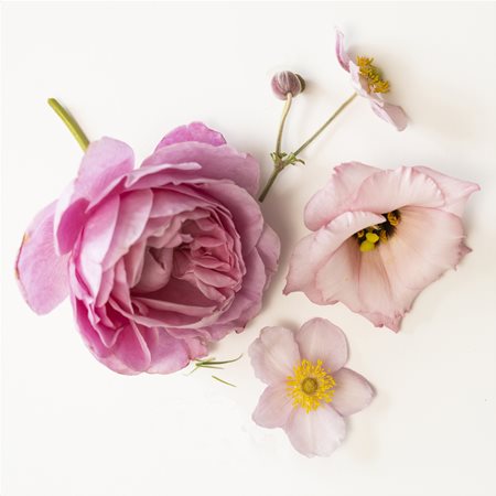 Розови цветя